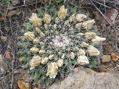 Mammillaria meiacantha