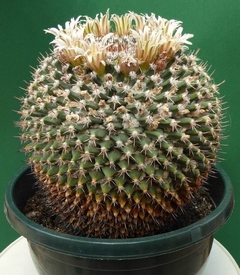 Mammillaria meiacantha - Suculentas Dzityá