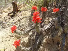 Cochemiea poselgeri en internet