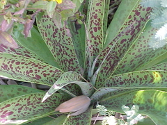 Manfreda paniculata - comprar en línea