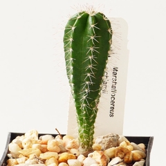 Marshallocereus eichlamii (10 piezas)