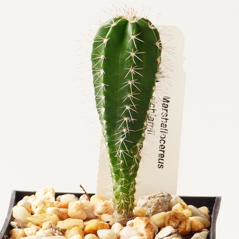 Marshallocereus eichlamii (10 piezas)