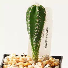 20 cactus surtidos de 2" en internet
