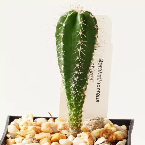 20 cactus surtidos de 2"