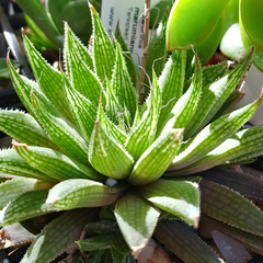 Haworthia marumiana