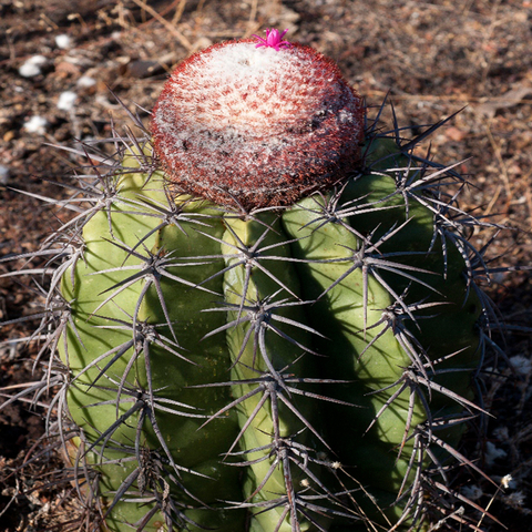 Melocactus deinacanthus