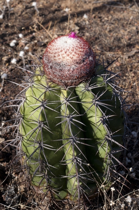 Melocactus deinacanthus