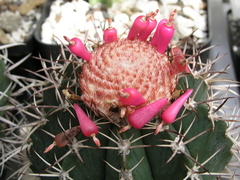 Semillas Melocactus depressus - comprar en línea