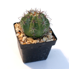 Semillas Melocactus matanzanus - comprar en línea
