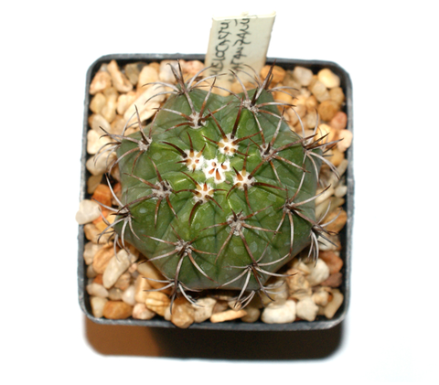 Melocactus matanzanus