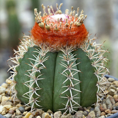 Melocactus matanzanus