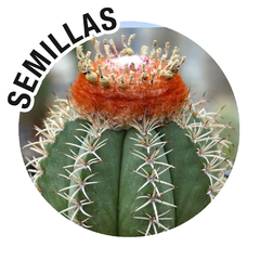 Semillas Melocactus matanzanus