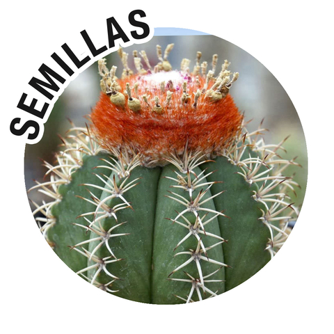 Semillas Melocactus matanzanus