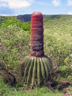 Melocactus intortus en internet