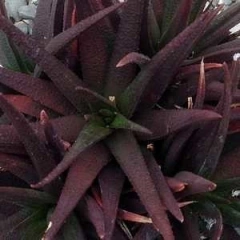 Aloe 'Midnight' - comprar en línea