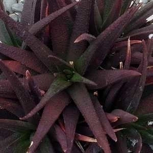 Aloe 'Midnight'