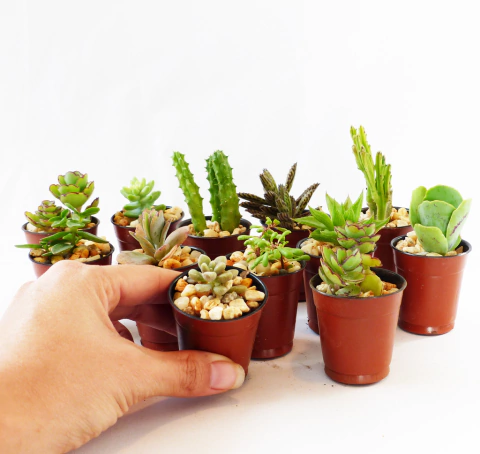 50 suculentas en maceta de 2"