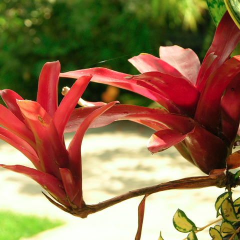 Neoregelia 'Fireball'