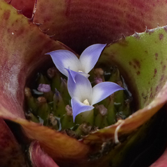 Neoregelia kautskyi
