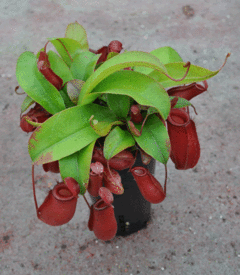 Nepenthes 'Bloody Mary' - comprar en línea