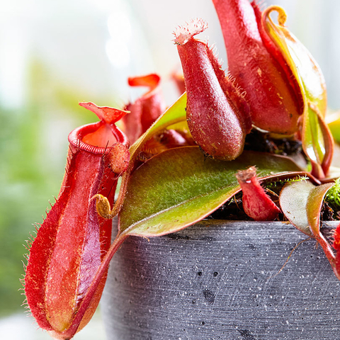 Nepenthes 'Bloody Mary'