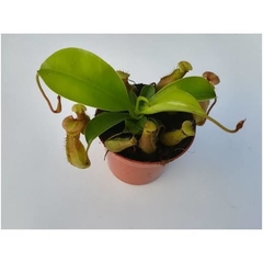 Nepenthes x ventrata - comprar en línea