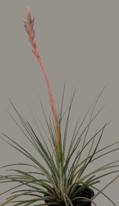 Tillandsia nizandensis (10 piezas) - comprar en línea