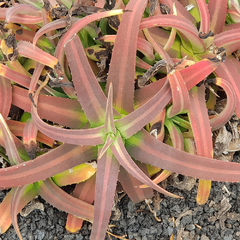 Agave nizandensis