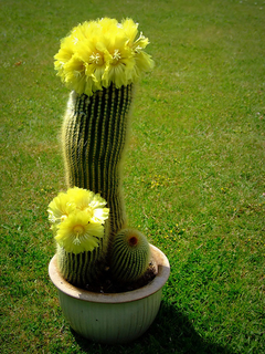 Parodia leninghausii - comprar en línea