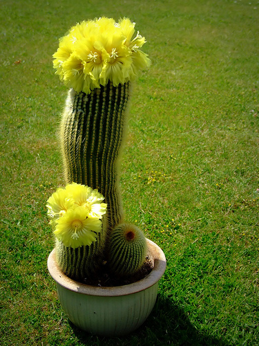 Parodia leninghausii