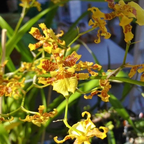 Oncidium sphacelatum