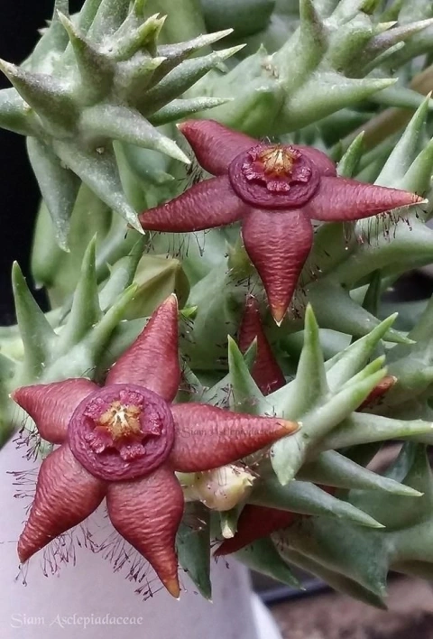 Orbea semota caudata