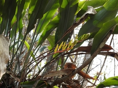 Pitcairnia chiapensis - comprar en línea