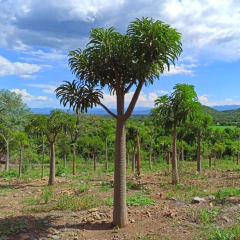 Pachypodium rutembergianum - comprar en línea