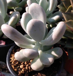 Pachyphytum bracteosum en internet