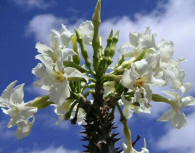 Pachypodium rutembergianum - comprar en línea