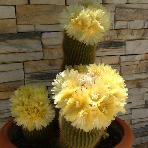 Parodia leninghausii