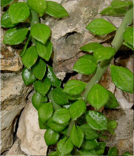 Pereskiopsis kellermanii (esquejes)