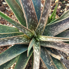 Aloe perrieri