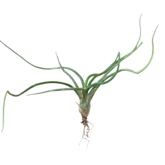 Tillandsia bulbosa