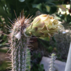 Pilosocereus gaumeri