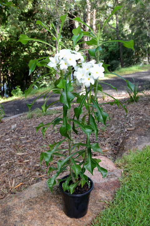 Plumeria pudica