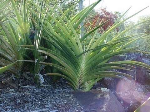 Sansevieria ehrenbergii