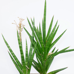 Sansevieria francisii
