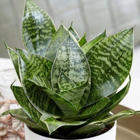Sansevieria trifasciata 'Hahnii'