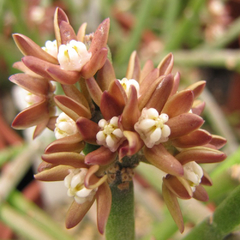 Sarcostemma vanlesseni
