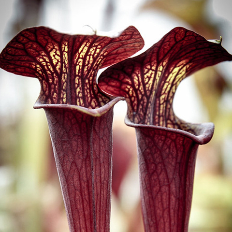 Sarracenia 'Black Widow'