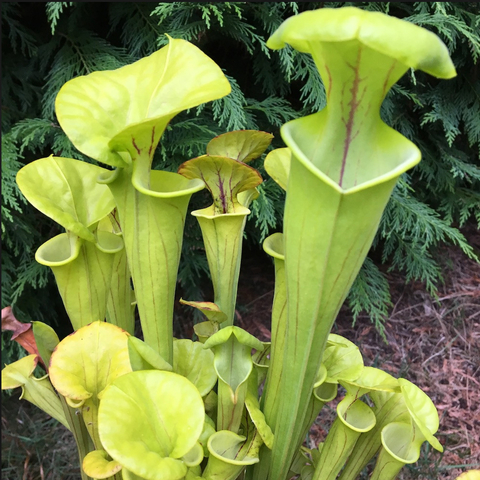 Sarracenia flava