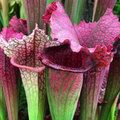 Sarracenia x Juthatip Soper