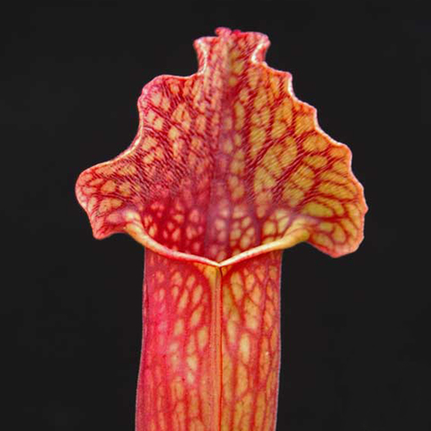 Sarracenia x mitchelliana